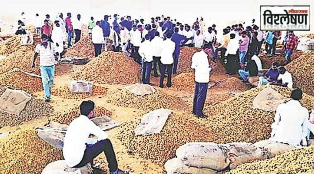 turmeric production in hingoli