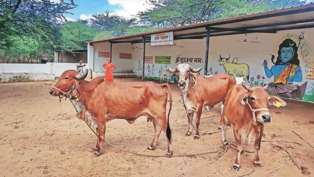 lumpy skin disease spread in india