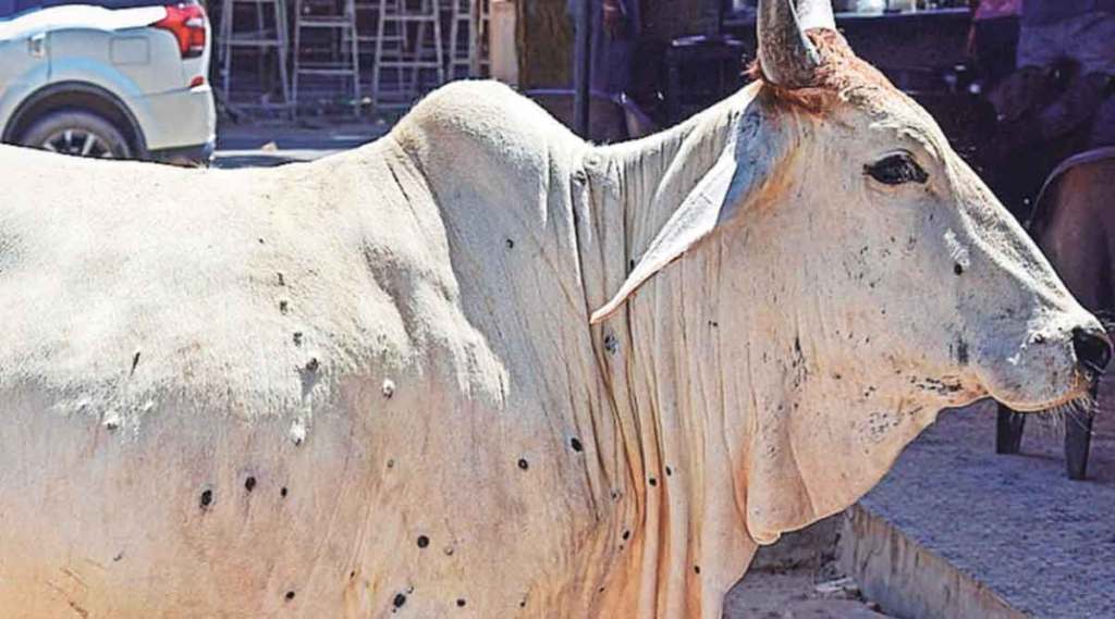 lumpy skin disease in maharashtra