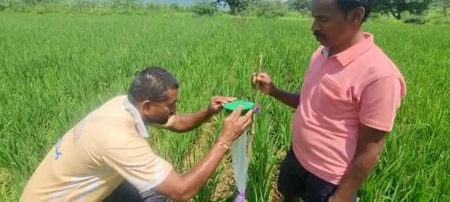 The smell of work is becoming a boon to rice farmers in pune