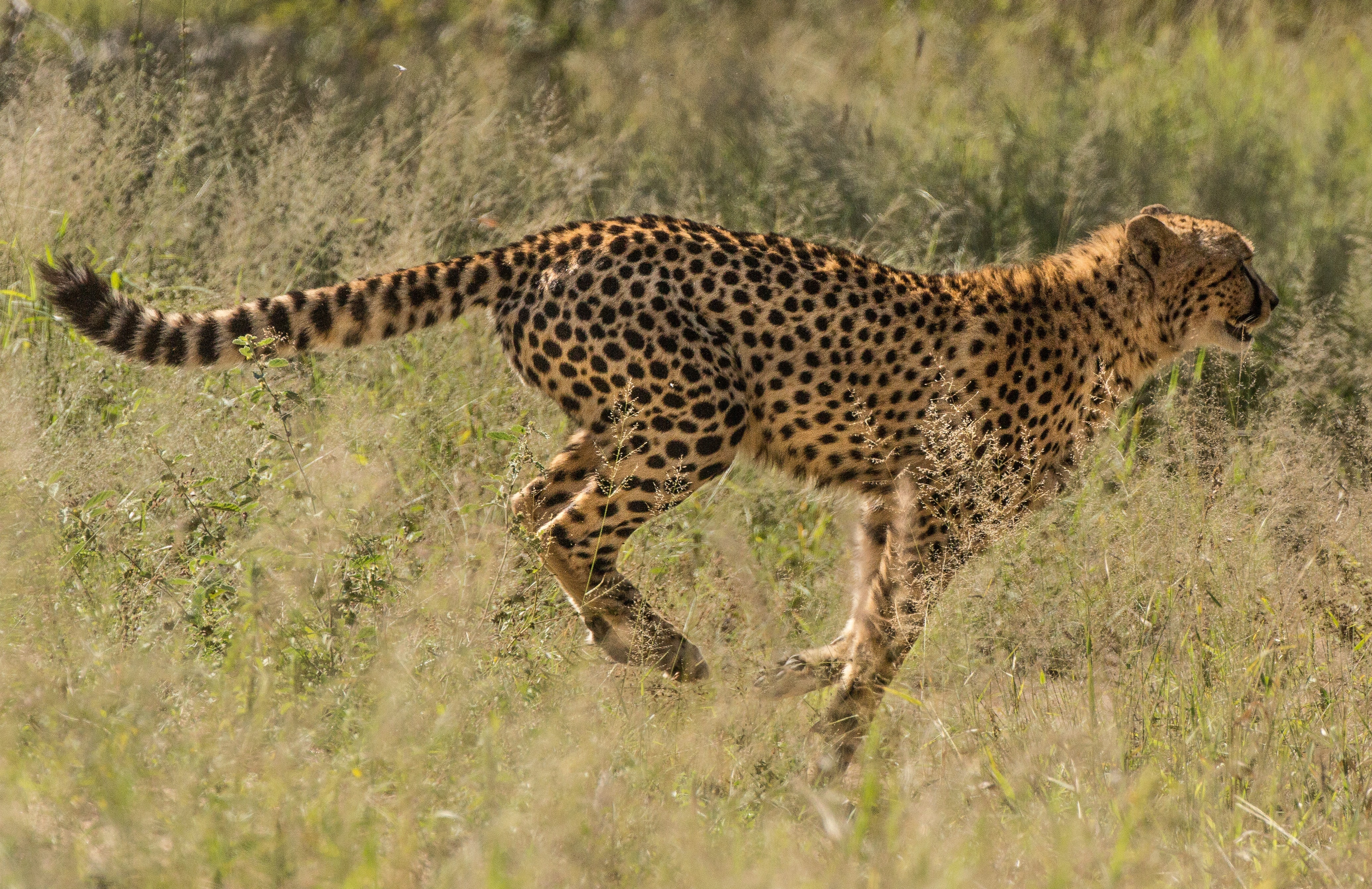 Cheetah Vs Leopard