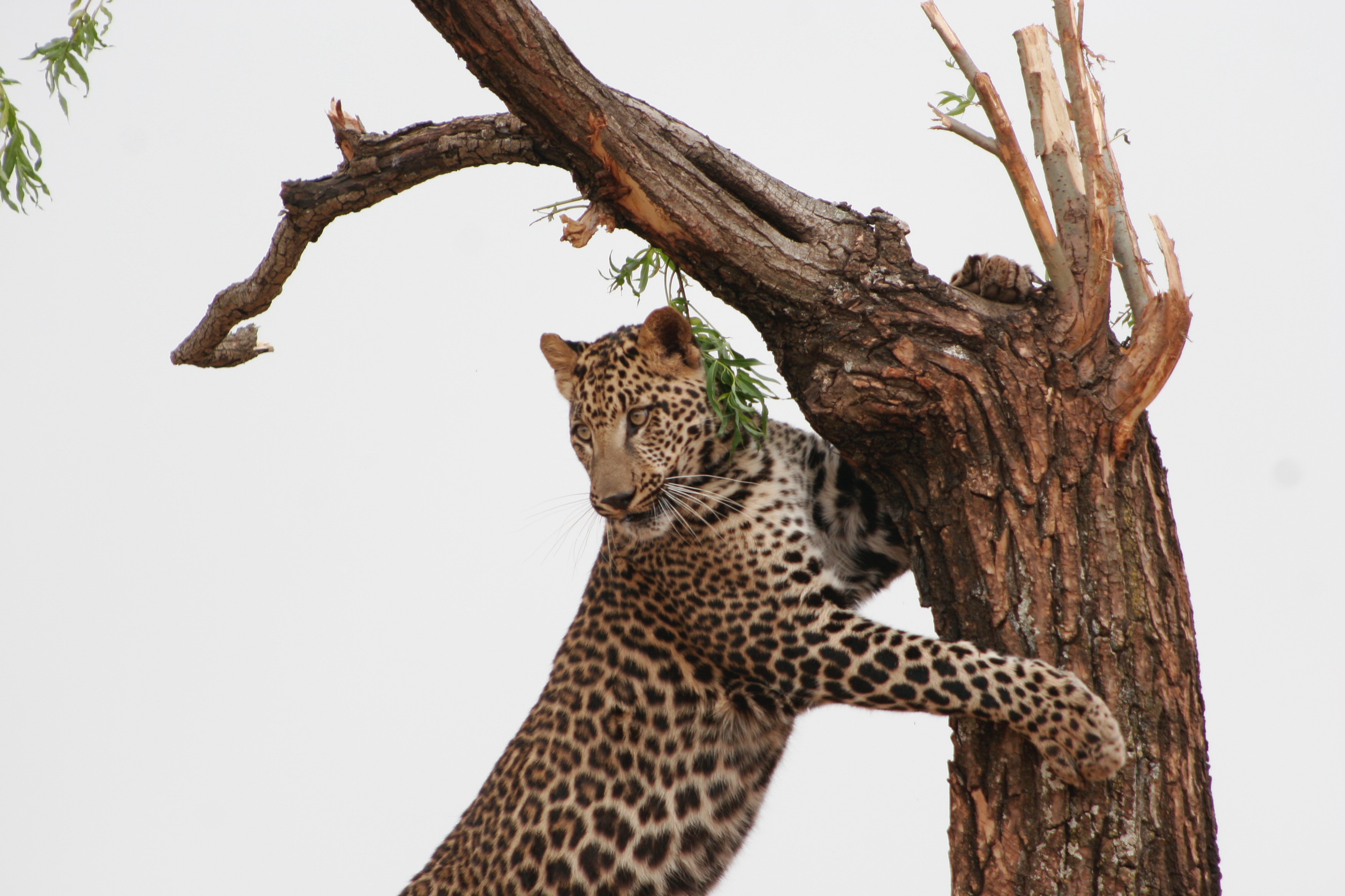 Cheetah Vs Leopard