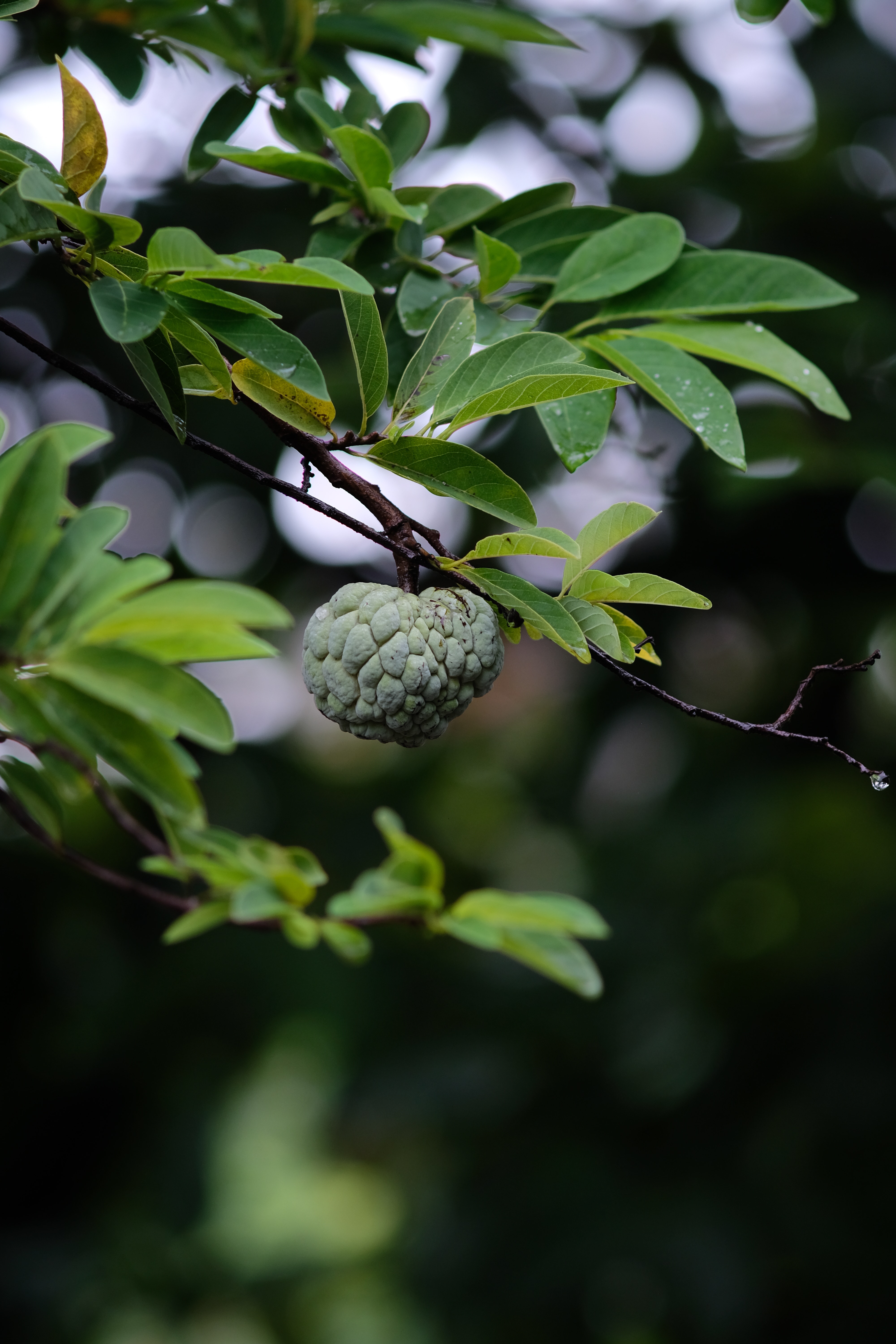 Fruits In October