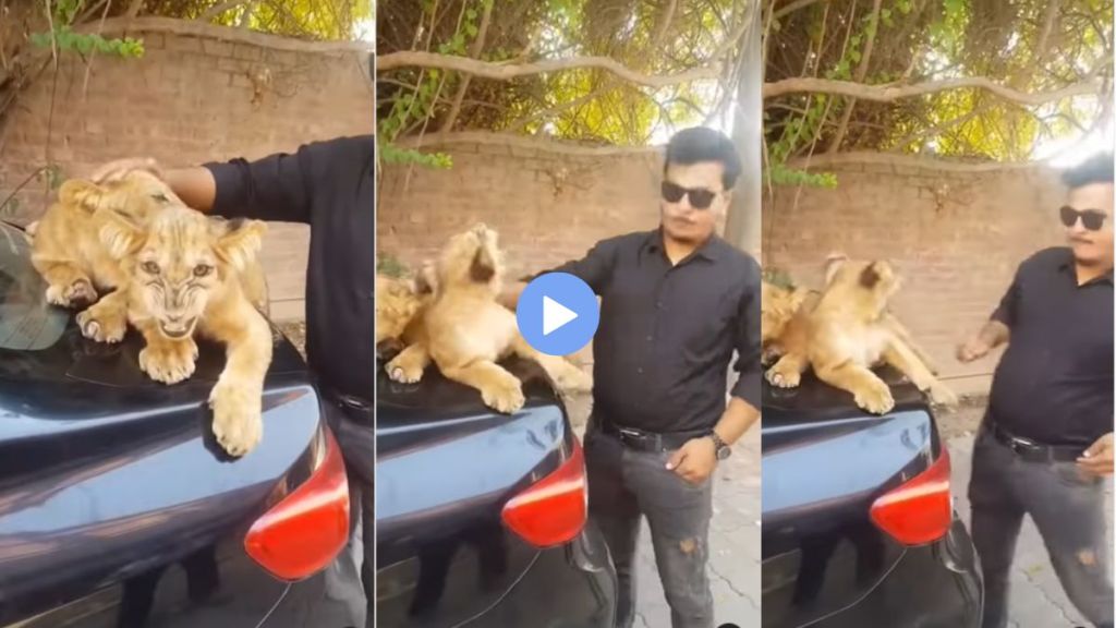 viral video lion cub