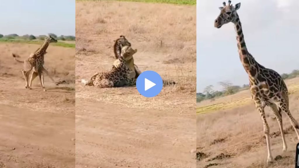 Mother Giraffe Saves Her Baby From Lioness