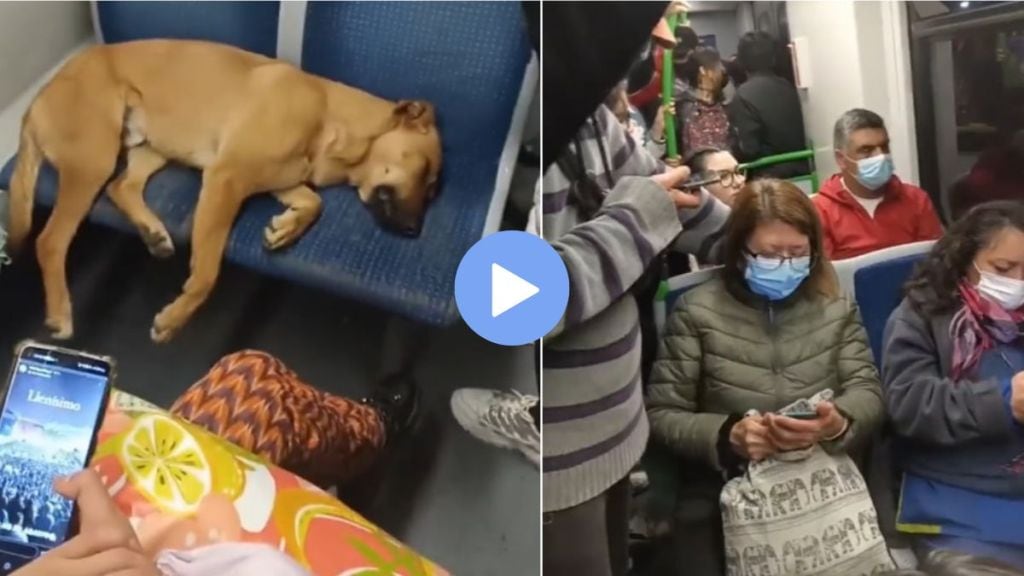 A dog was sleeping very peacefully in a crowded bus