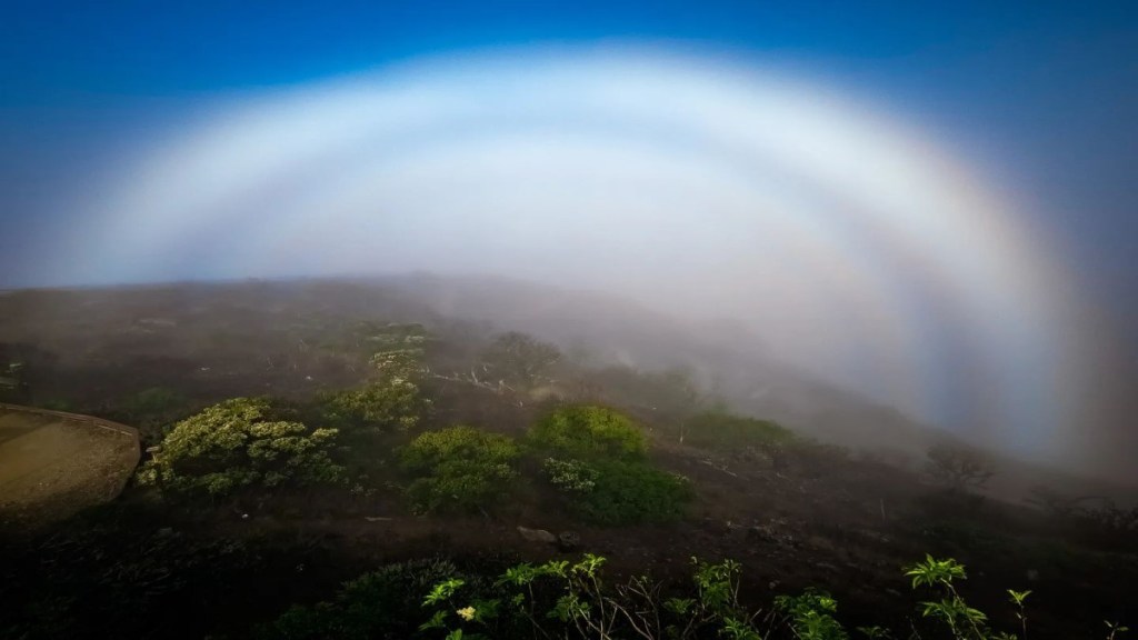 fogbow viral photo