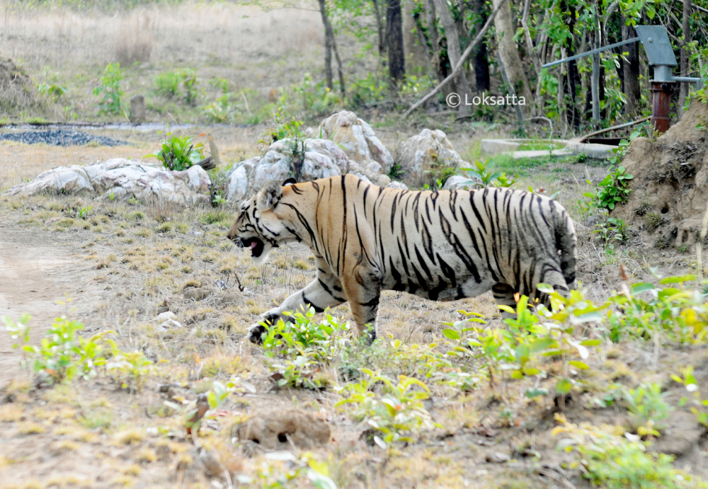 Bahu Tiger Nawegaon Nagzira Information Photos