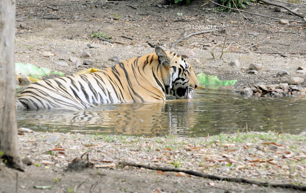 Bahu Tiger Nawegaon Nagzira Information Photos