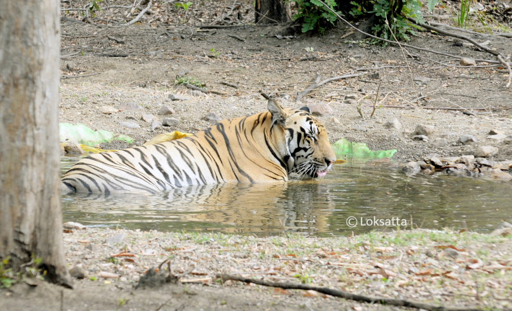 Bahu Tiger Nawegaon Nagzira Information Photos