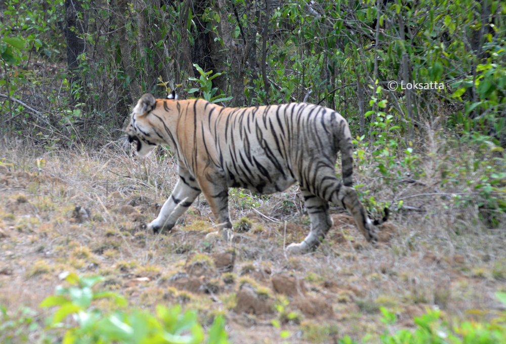 Bahu Tiger Nawegaon Nagzira Information Photos