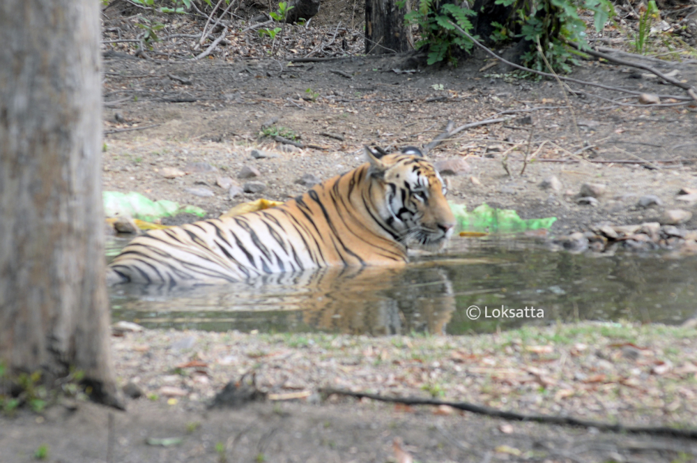 Bahu Tiger Nawegaon Nagzira Information Photos