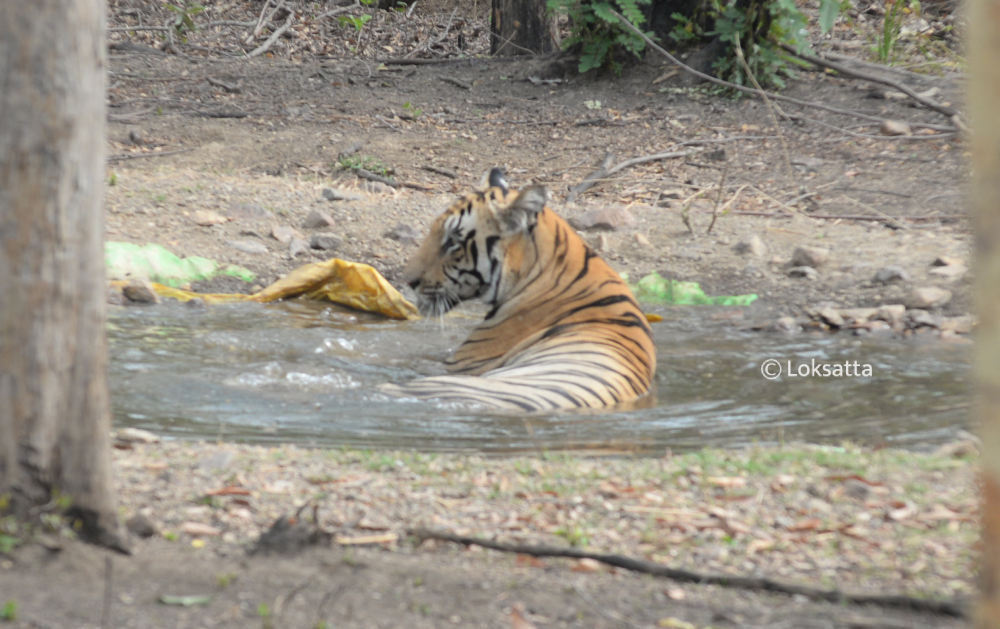 Bahu Tiger Nawegaon Nagzira Information Photos