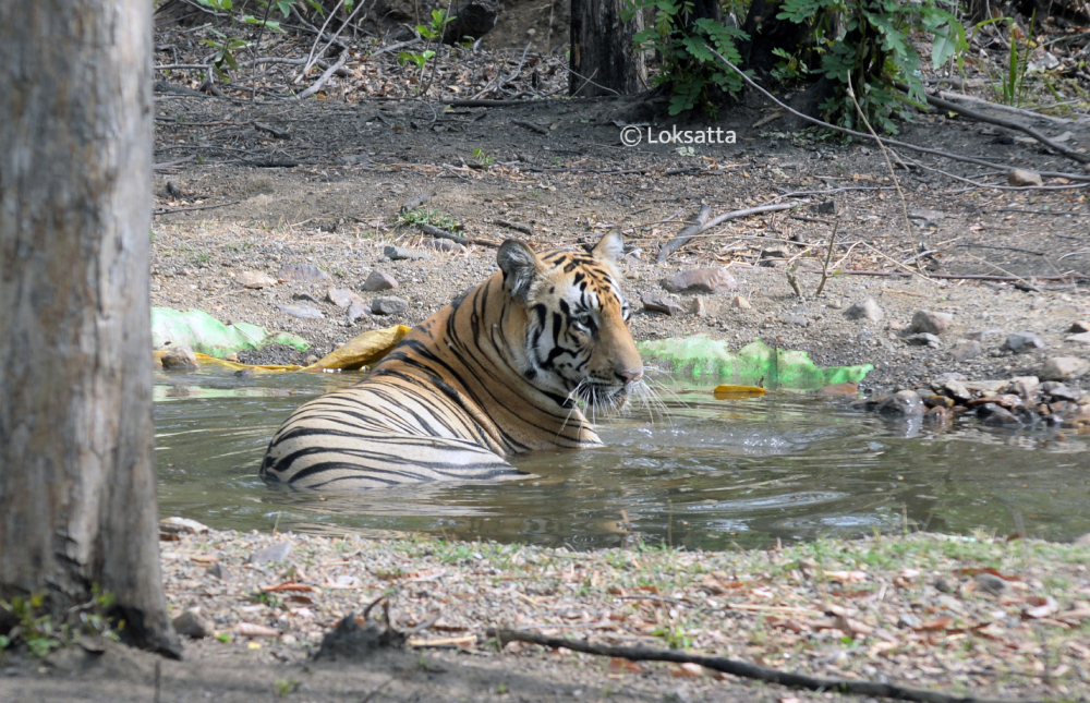 Bahu Tiger Nawegaon Nagzira Information Photos