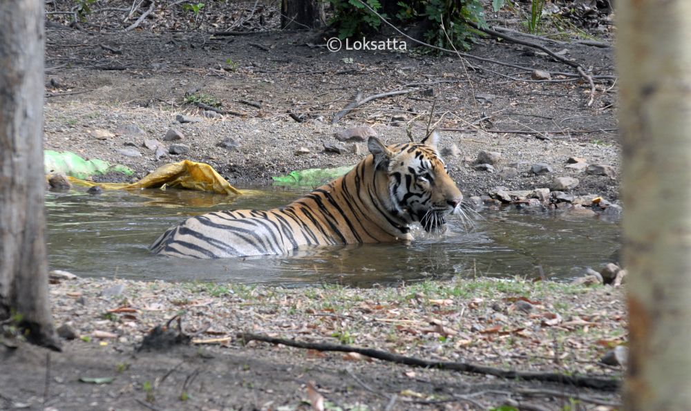 Bahu Tiger Nawegaon Nagzira Information Photos