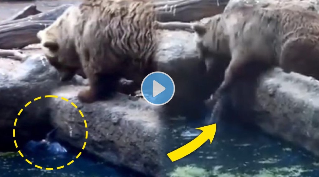 Bear Saves a drowning crow video goes viral Netizens praises his act ok kindness