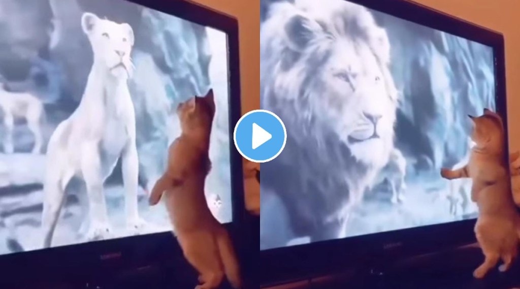 Cat sees lion on screen and gets trembled viral video will definately make you laugh