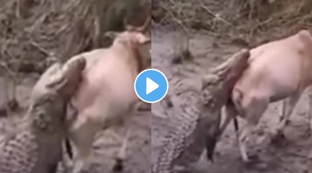 Crocodile attacks on cow watch how it managed to escape in this thrilling viral video