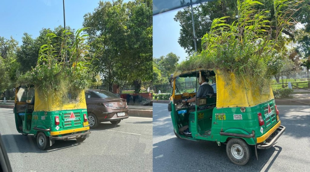 Driver grows mini garden on top of auto