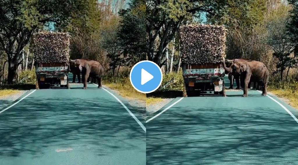 Elephants stop truck carrying sugarcane ifs officer Parveen kaswan calls it toll tax watch viral video