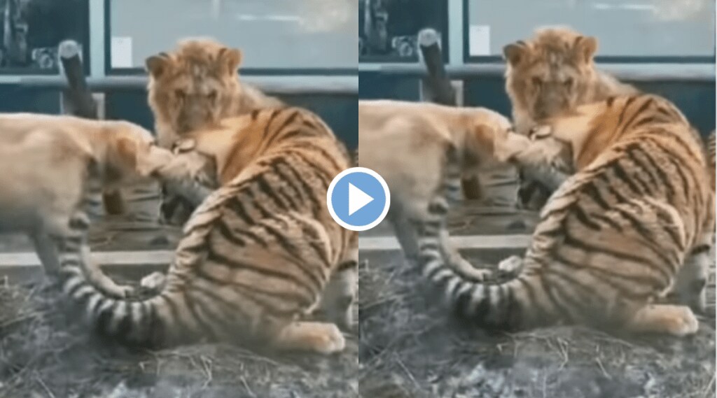 Viral Video Golden retriever dog bites tigers ear also beats jungle king lion when he tried to meddle