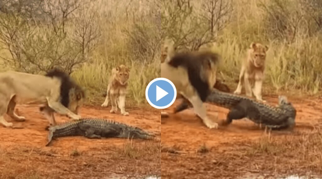 Viral Video Lioness Attacked Crocodile Pulls Legs And Bites