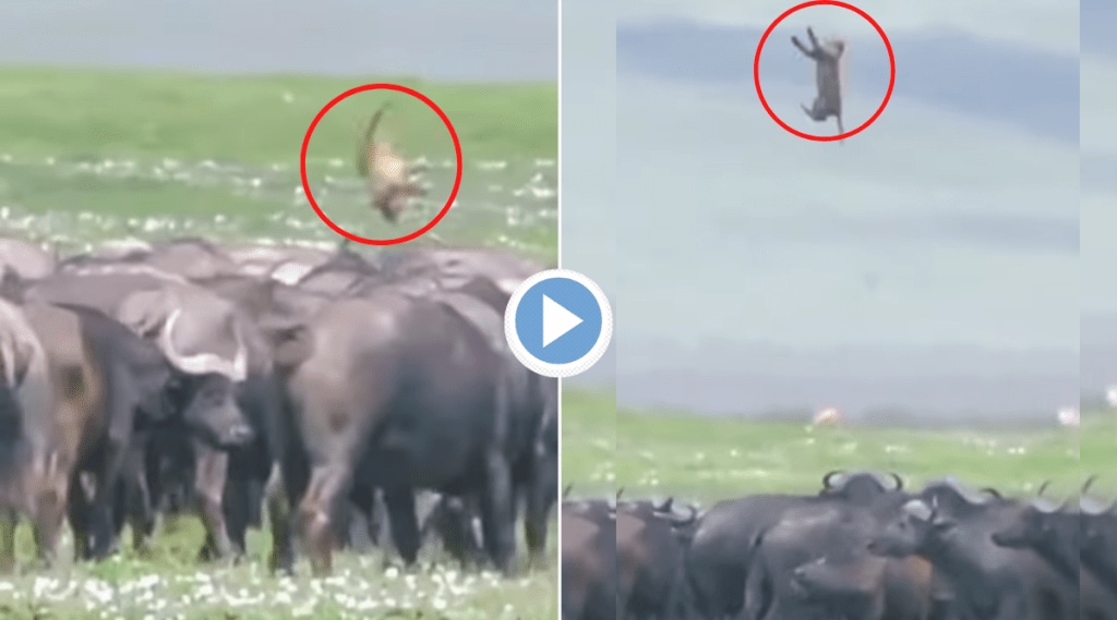 Viral Video Lion Cub Thrown In Air Like Football By Buffaloes Watch Shocking Clip