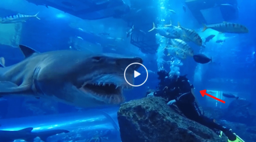 Viral Video Shark meet with Scuba Divers In Deep Sea shocking video stuns netizens