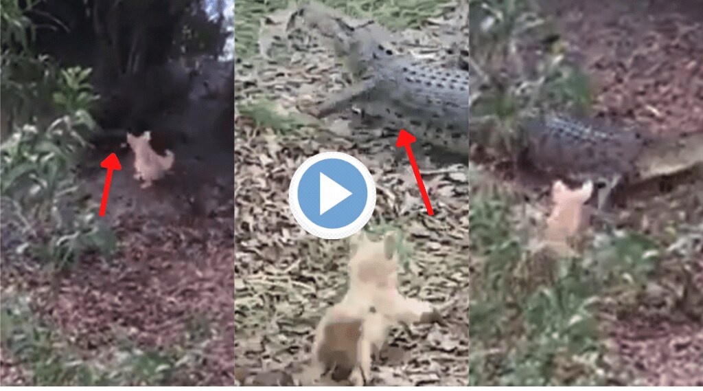 Viral Video Little Puppy Attacks Crocodile Thrice shocking animal fights stuns netizens