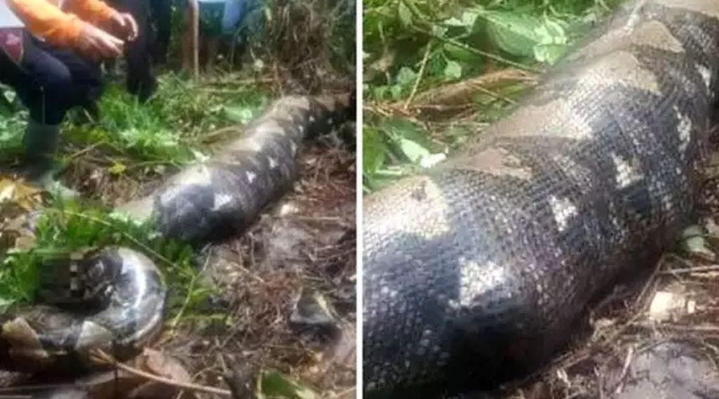 Indonesia Python Swallowed Woman