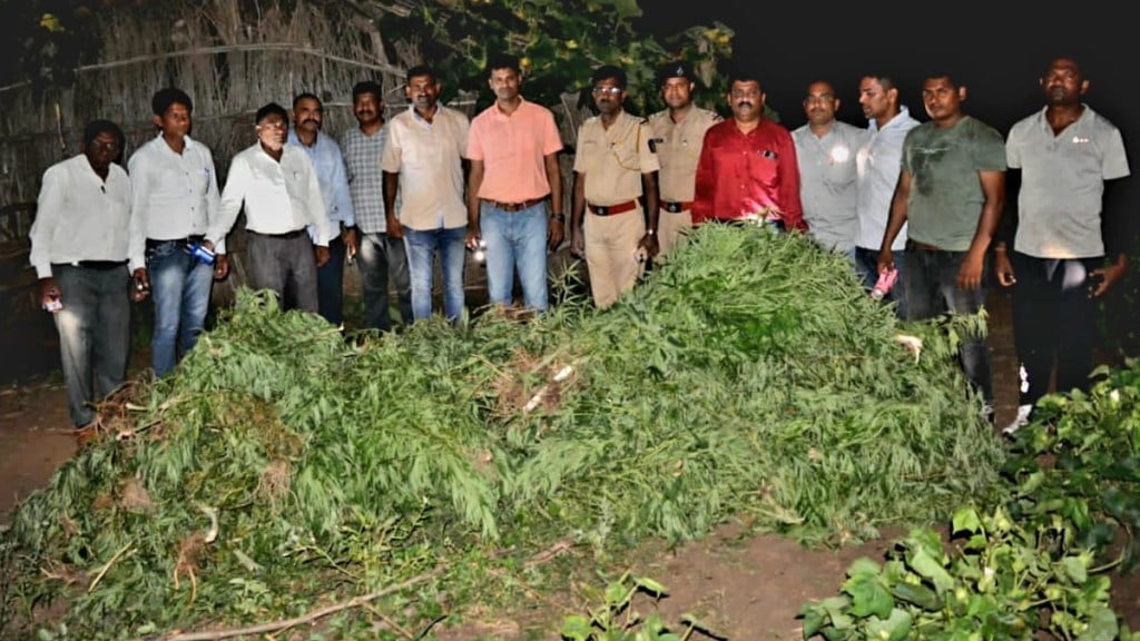 eight lakhs ganja farm destroyed police shahada taluka nandurbar