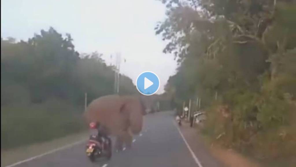 Rider-Almost-Hits-Elephant