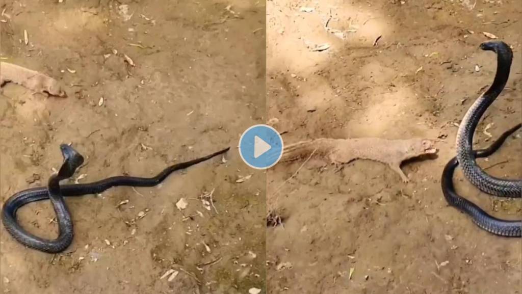 King-Cobra-Mongoose-Fight