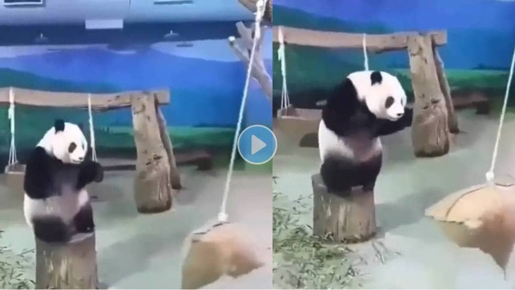 Panda-Video-Viral