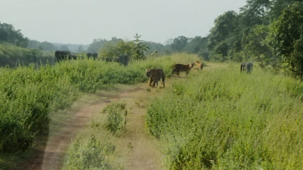 four tigers in same time pawna taluka fear peoples in bhandara district