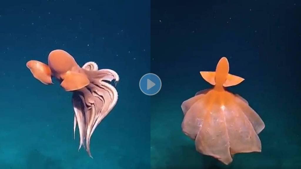 Octopus-Viral-Video