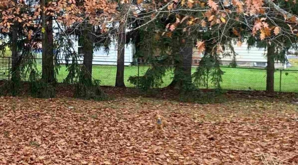 Optical Illusion can you find dog in this picture take a challenge