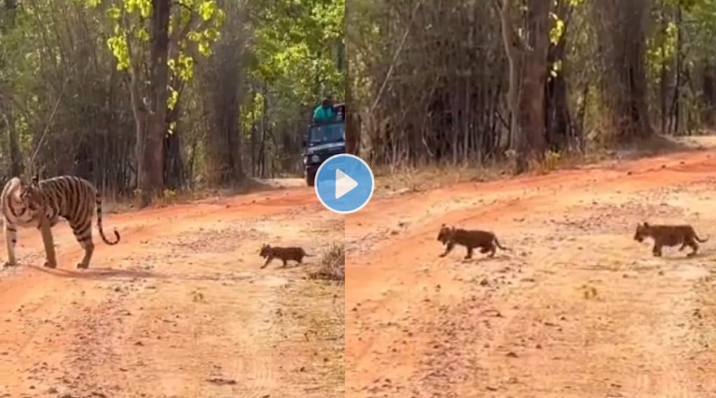 Tiger cubs follow their mother into the forest video goes viral