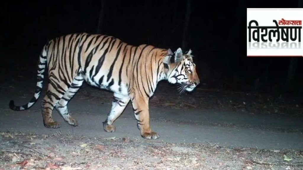 Tiger vidharbha