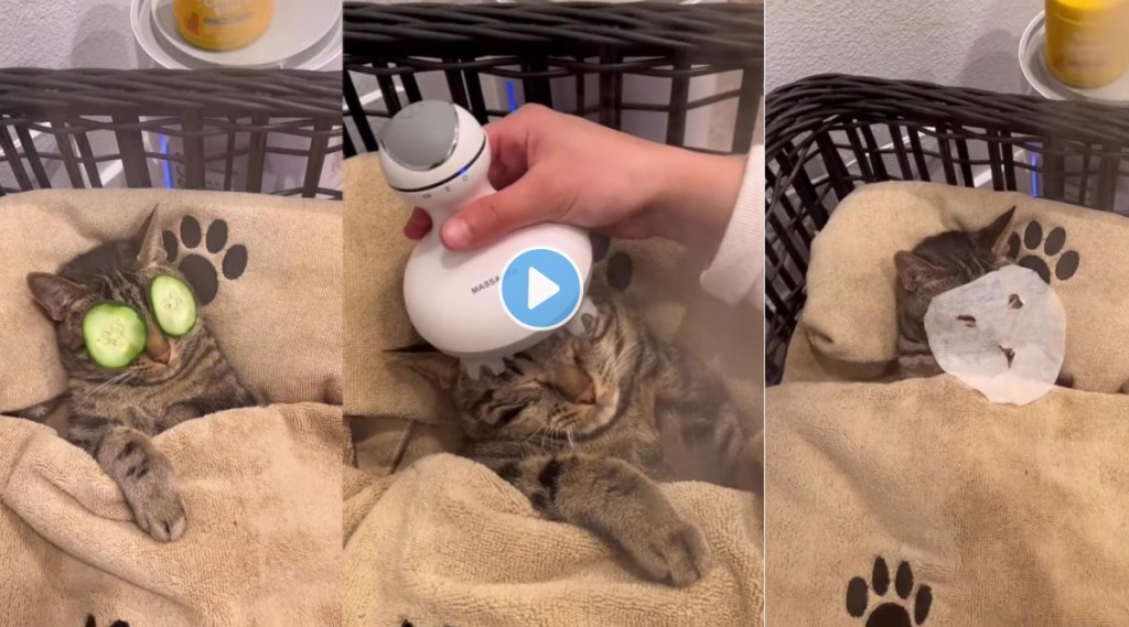 Video showing Cat Enjoying spaw day goes viral Netizens feel jealous