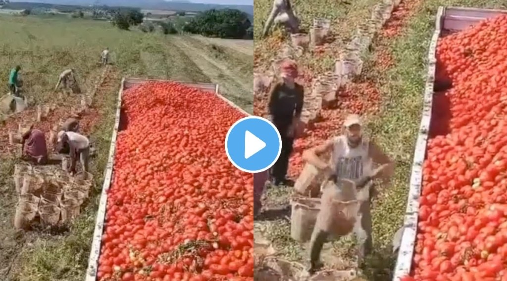 Viral Video shows how farmer fling basket full of tomatoes to collect them in van netizens praise his skills