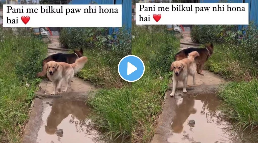 Viral Video women asks her dogs not to step in a puddle what happens next will amaze you