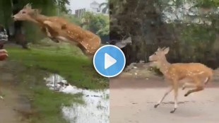 deer jump video