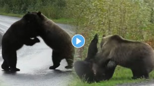 fight between two bear