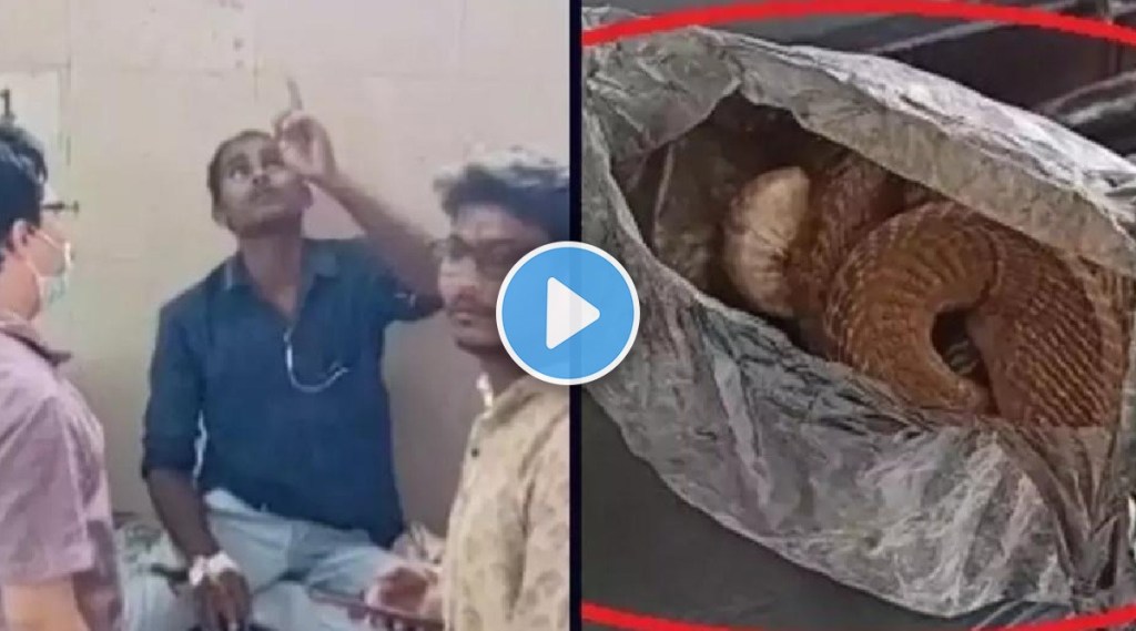 viral video king cobra dies after biting drunkard