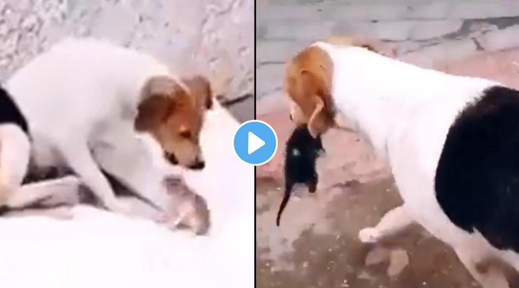 mother dog take care of kittens