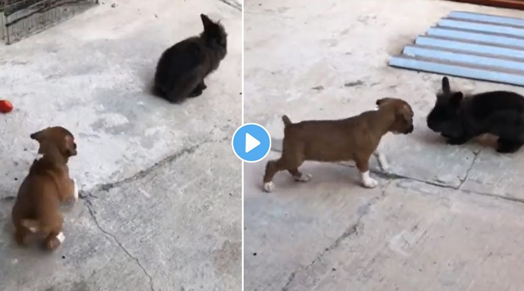 dog playing with rabbit