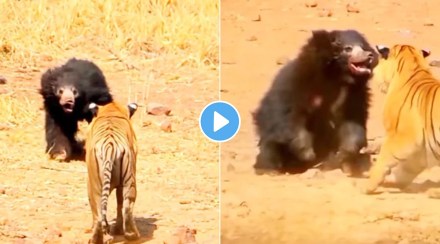 viral fight between tiger and bear