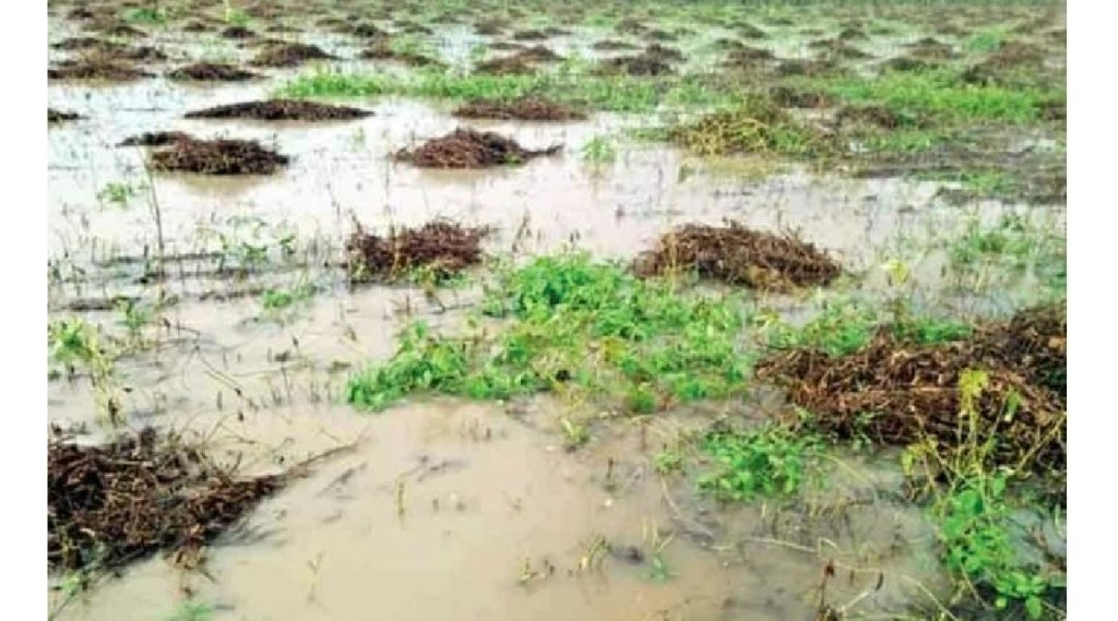 crops have been damaged due to Unseasonal heavy rains in Mehkar and Lonar taluka