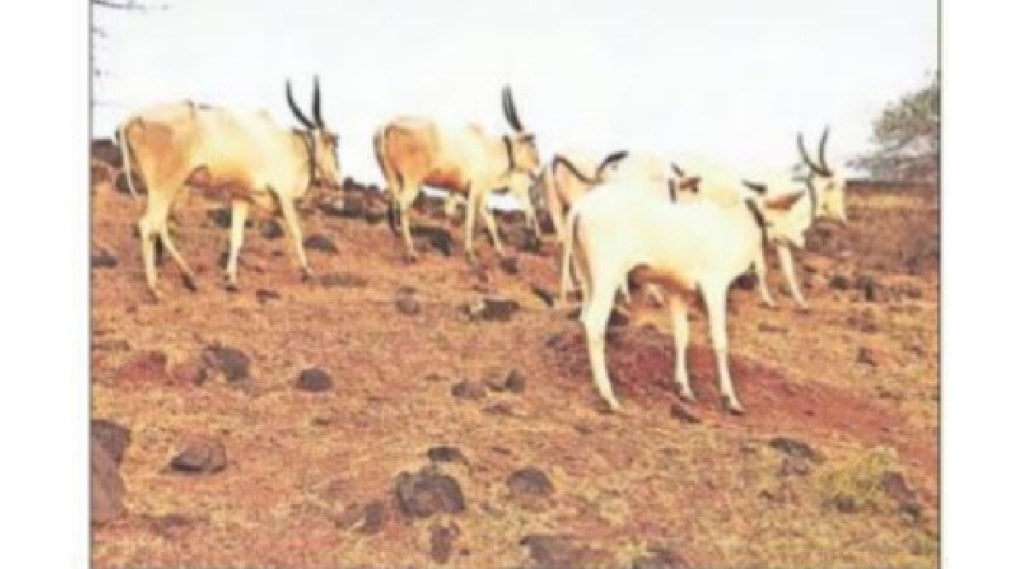 khillar cow